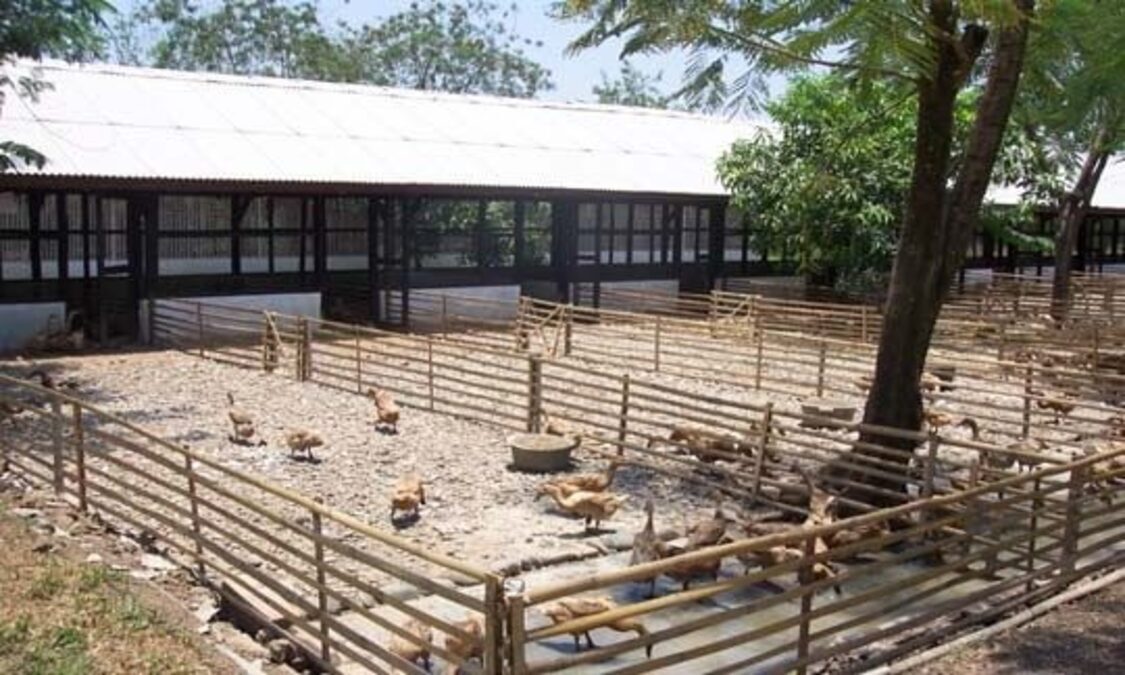 Panduan Lengkap Ternak Bebek Petelur Untuk Pemula