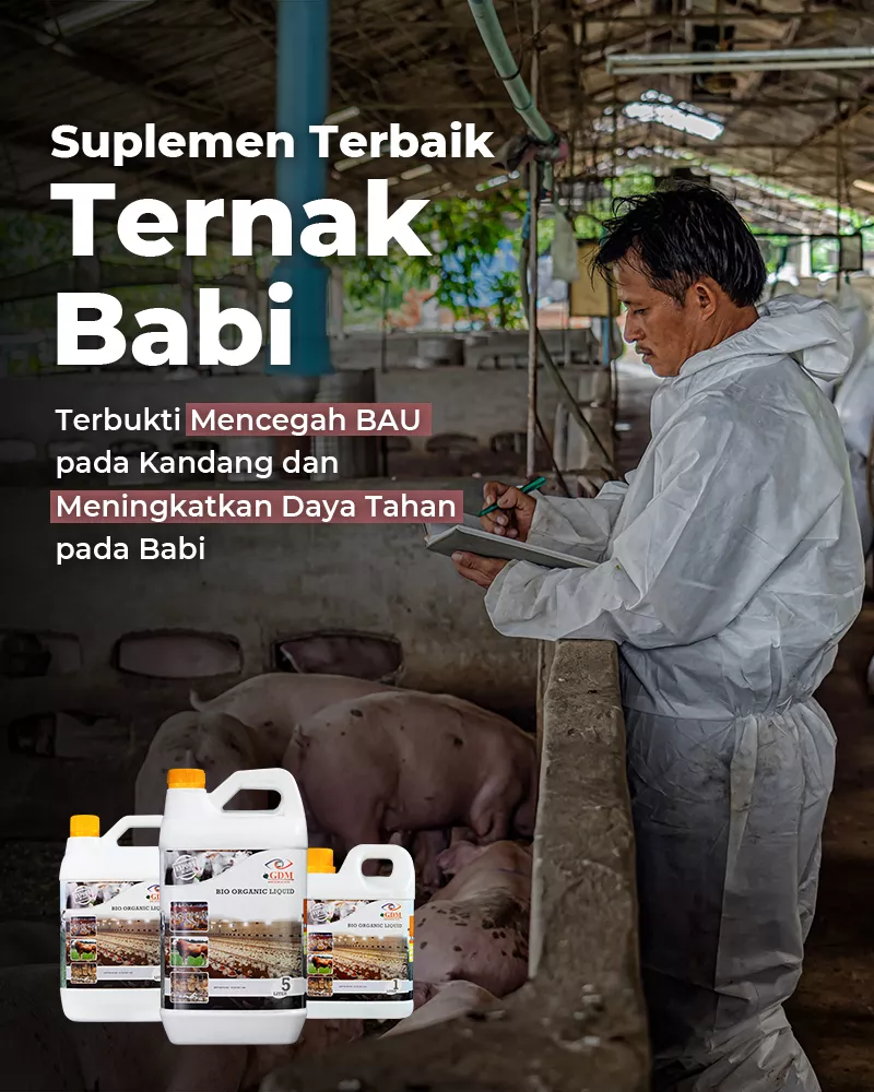 Babi-Banner-Utama-Mobile-800×1000-1.webp