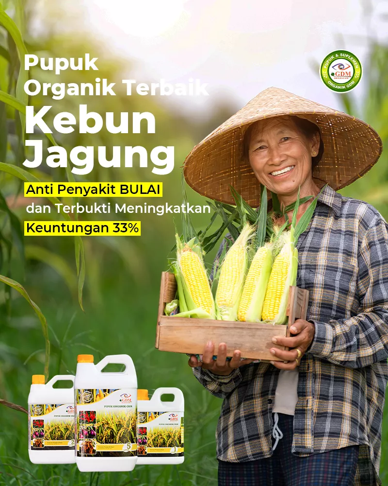 Jagung-Banner-Utama-Mobile-800×1000-1.webp