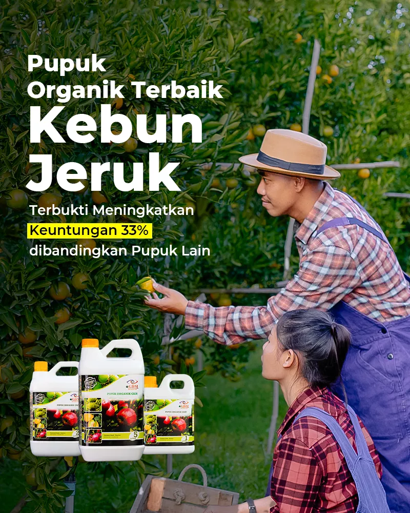 Jeruk-Banner-Utama-Mobile-800×1000-1.webp
