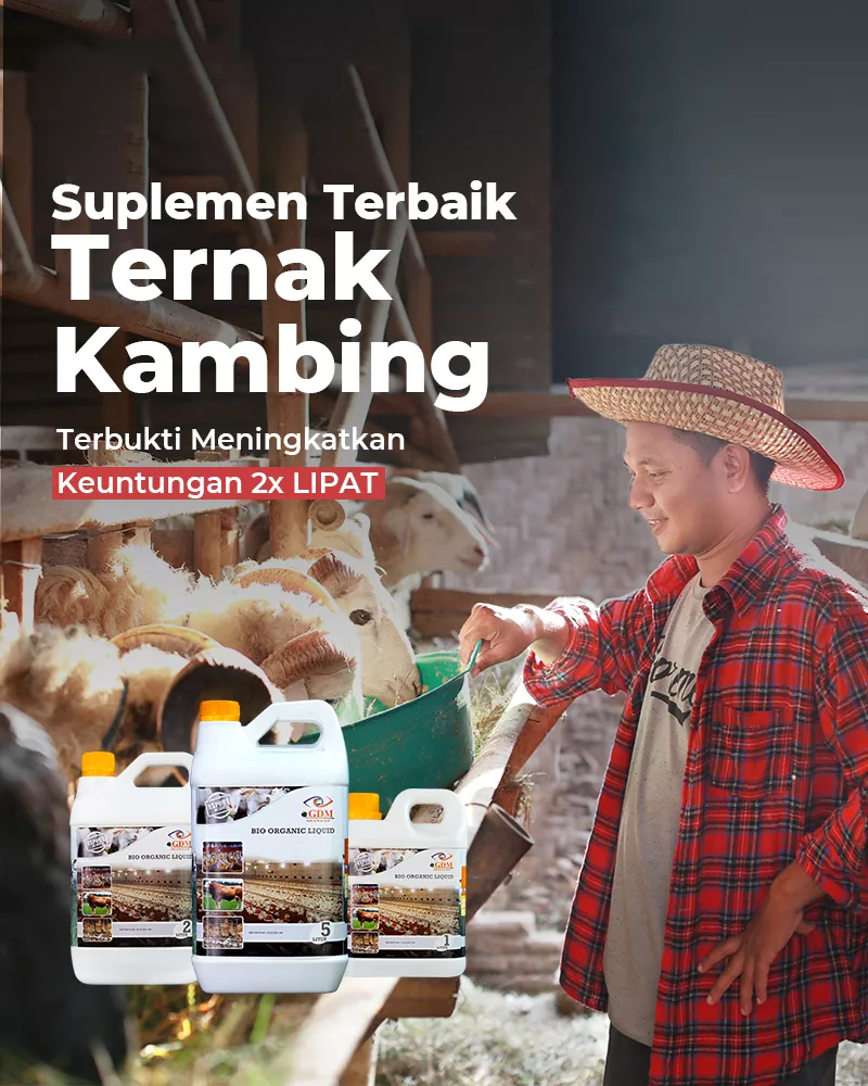 Kambing-Banner-Utama-Mobile-800×1000-1.webp
