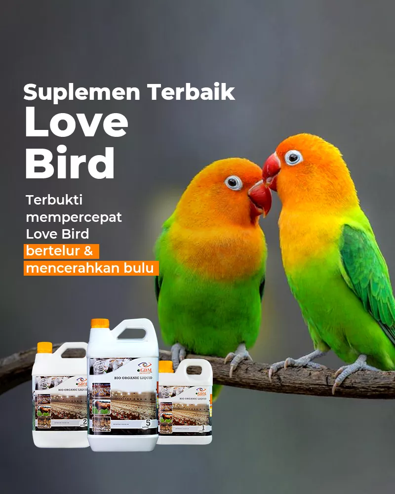 Love-Bird-Banner-Utama-Mobile-800×1000-1.webp
