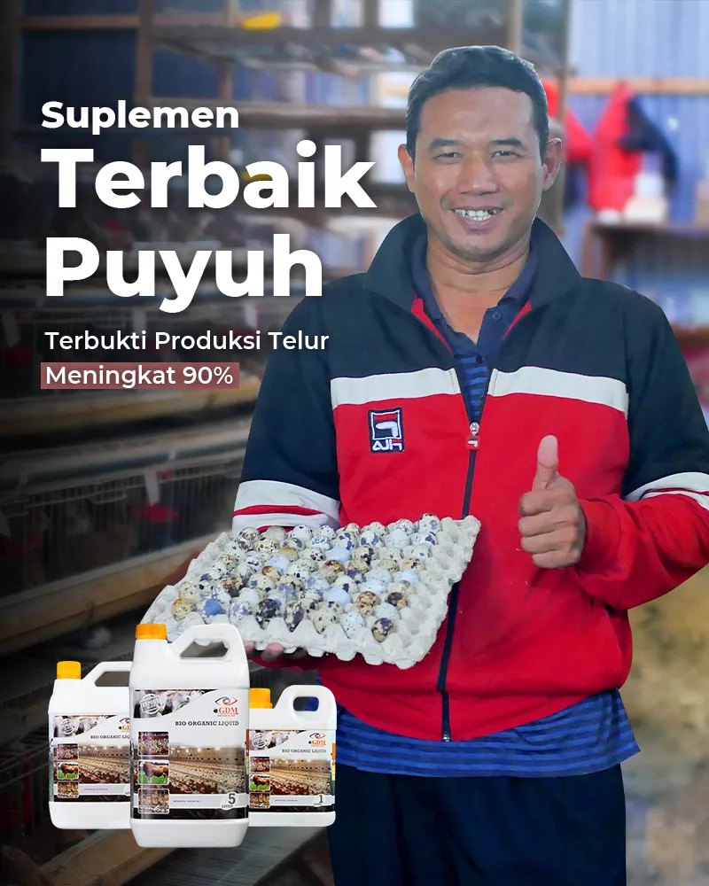 Puyuh-Banner-Utama-Mobile-800×1000-1.webp