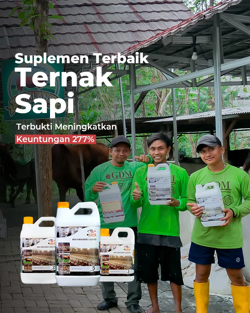 Sapi-Banner-Utama-Mobile-800×1000-1.webp