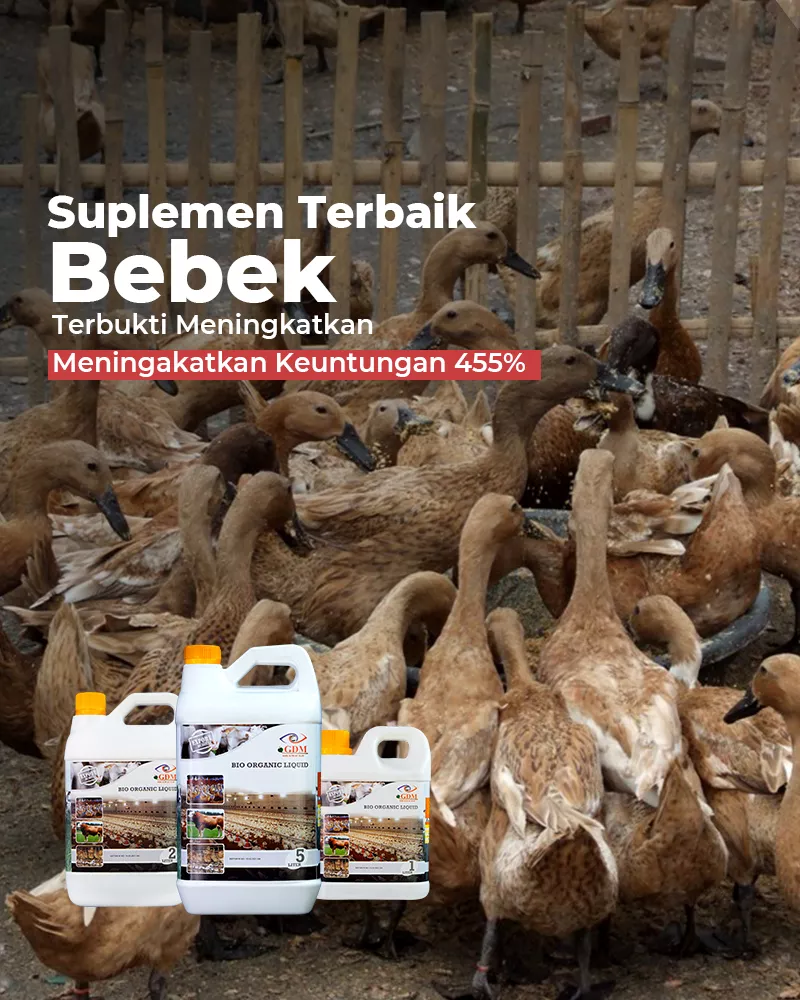 bebek-Banner-Utama-Mobile-800×1000-1.webp