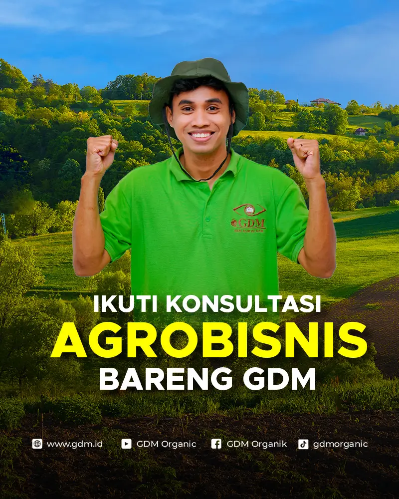 Banner Utama 2 mobile