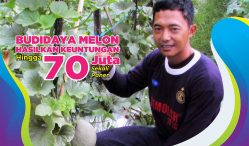 budidaya melon