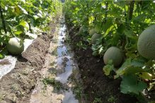 budidaya melon