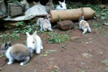 perawatan kelinci pedaging