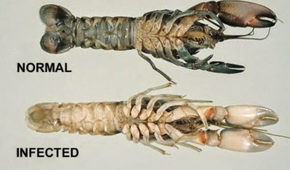 Penyakit Lobster Air Tawar