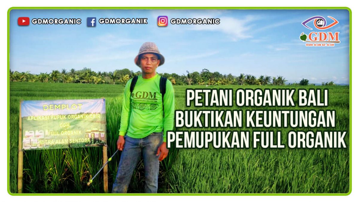 Petani Organik Bali Buktikan Keuntungan Pemupukan