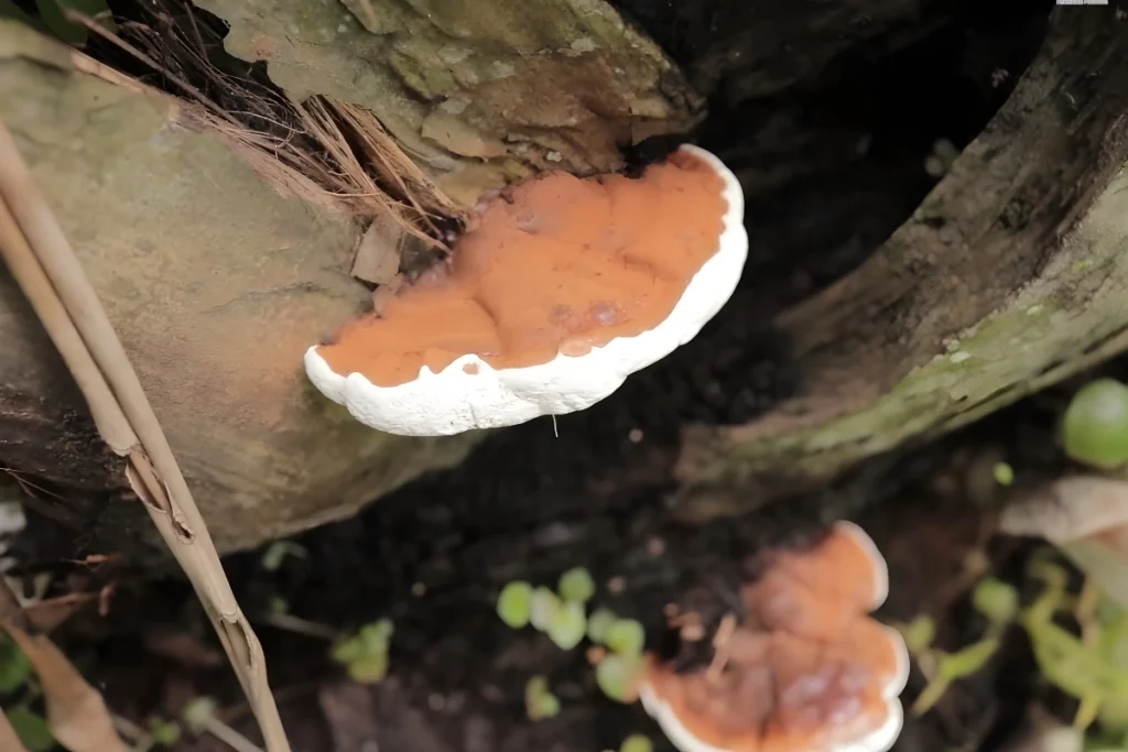 ganoderma pada tanaman sawit