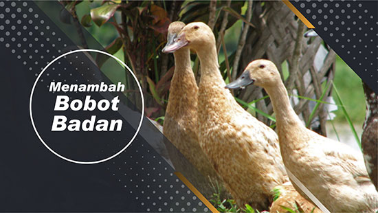 Probiotik Bebek Gdm Terbukti Meningkatkan Keuntungan Sebesar 455