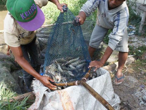 Panduan Lengkap Budidaya Ikan Lele Untuk Pemula