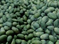 panen mangga