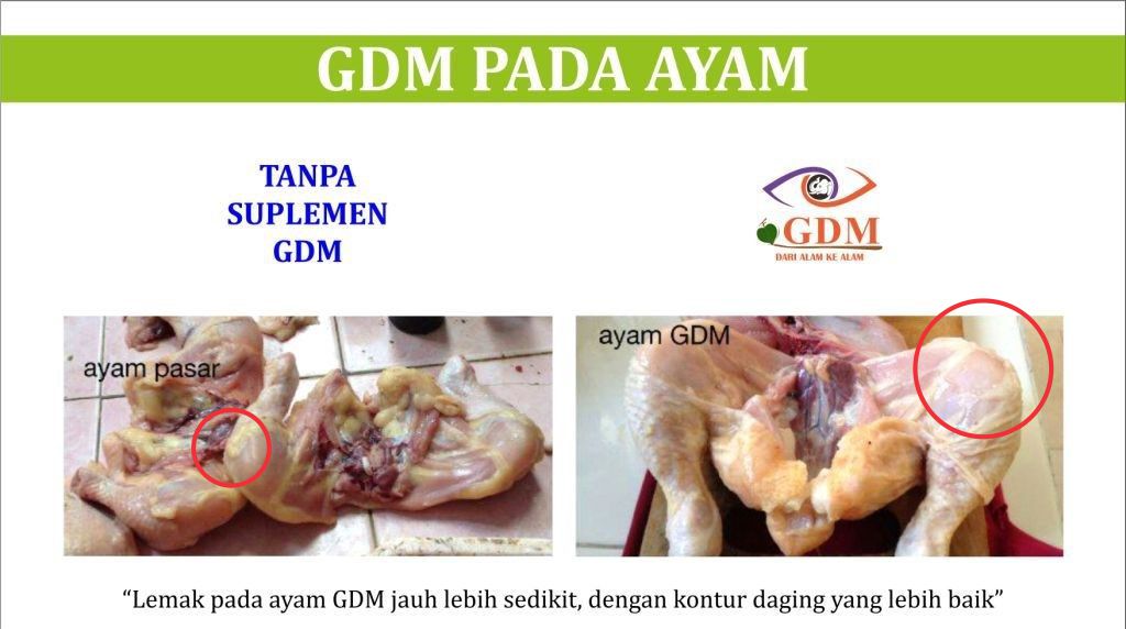 ayam gdm