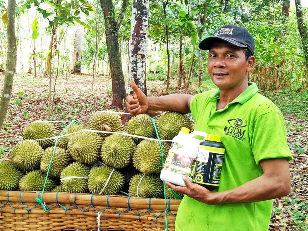 cara menanam durian