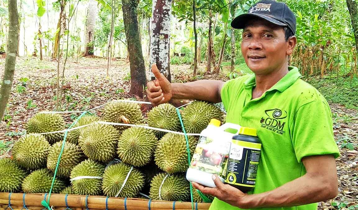 cara menanam durian