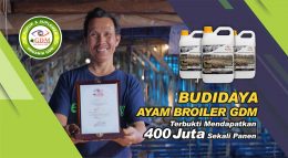 cara ternak ayam broiler