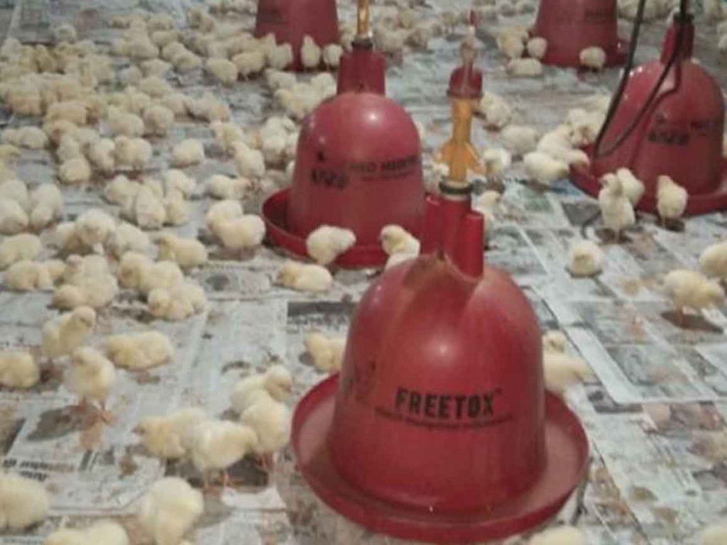 doc ayam broiler