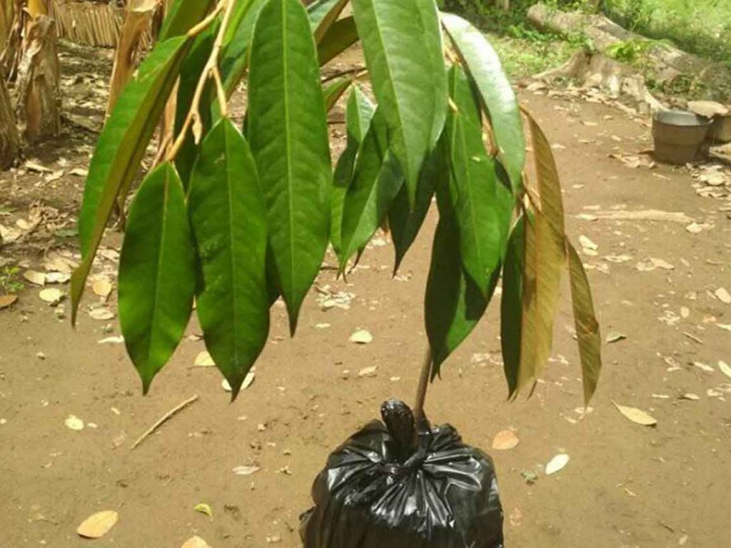 pindah tanam durian