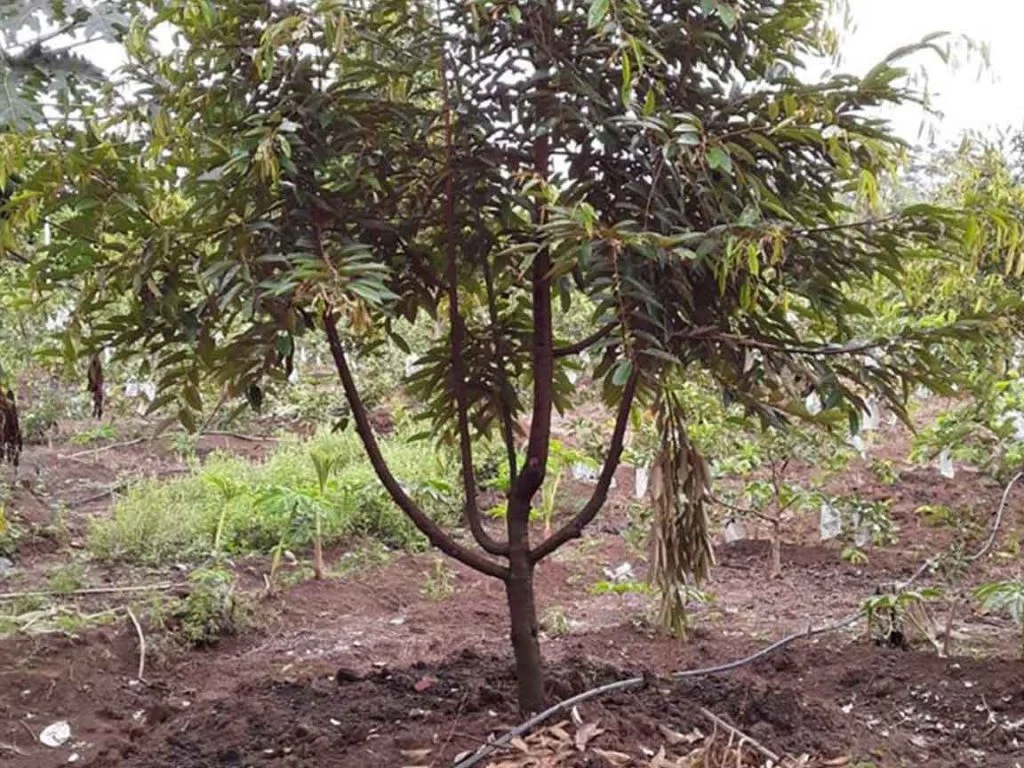 Cara Menanam Durian, Terbukti Meningkatkan Keuntungan 20%