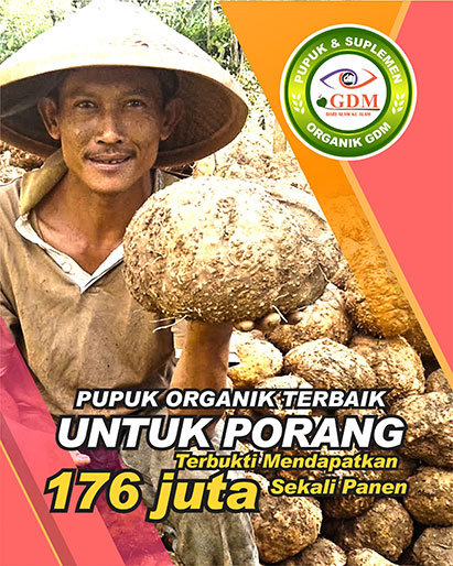 Pupuk Porang Terbaik - Telah Terbukti Mendapatkan 176Juta Sekali Panen