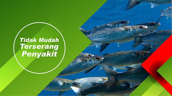 bandeng sehat