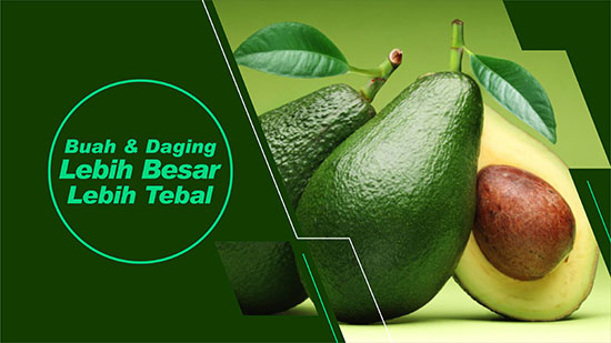 buah alpukat besar