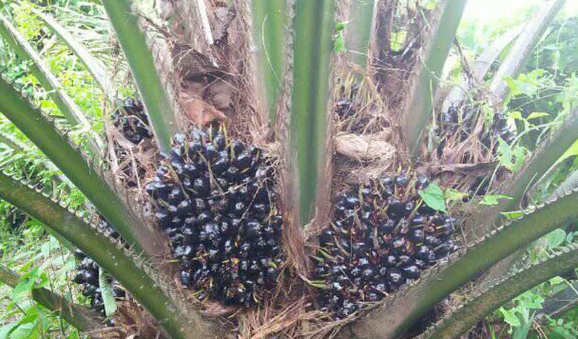 cara memilih bibit kelapa sawit