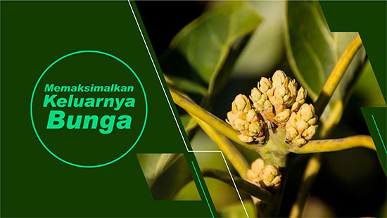 bunga alpukat