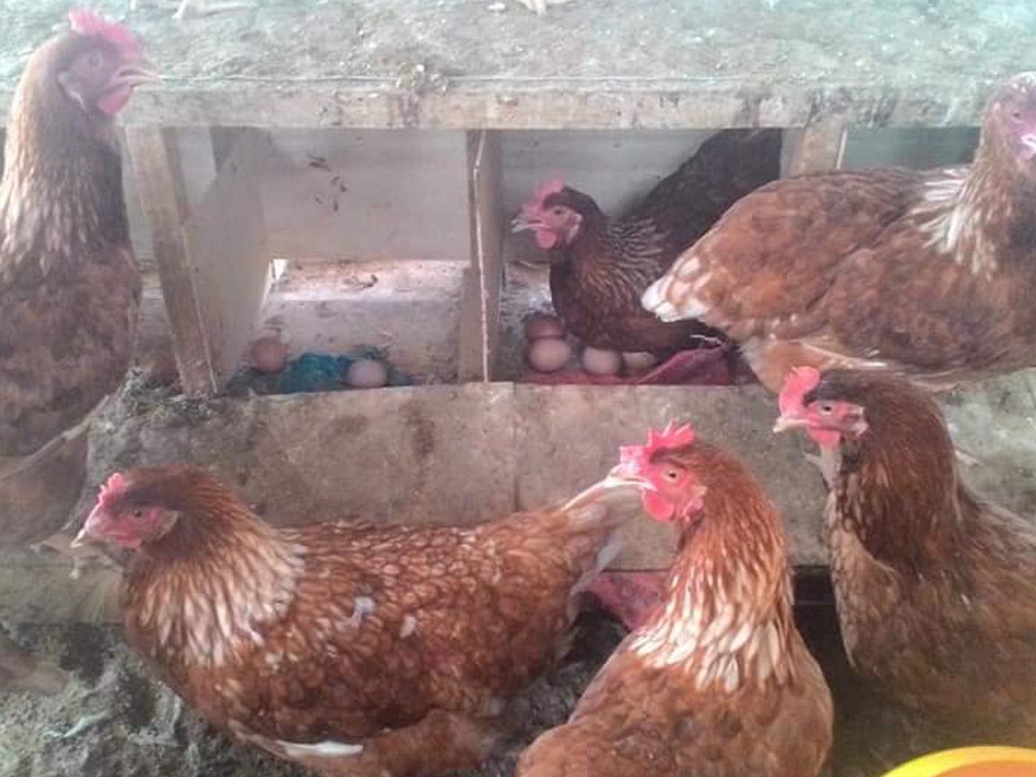  Cara Menetaskan Telur Ayam  Petelur Dijamin Sukses Sudah 