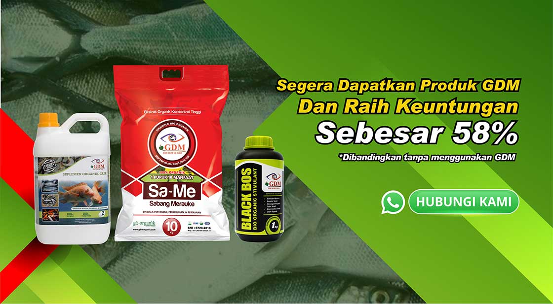 gdm pada bandeng