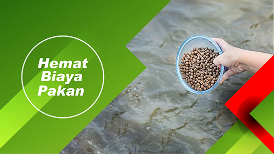 hemat pakan bandeng