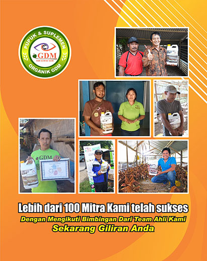 kelinci gdm organik