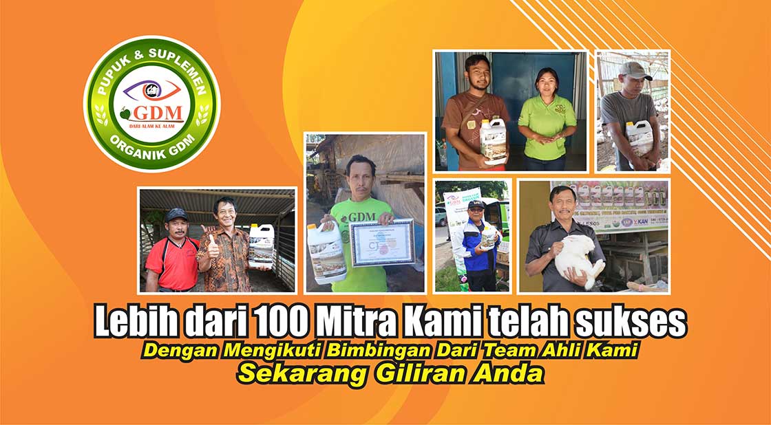mitra kelinci gdm