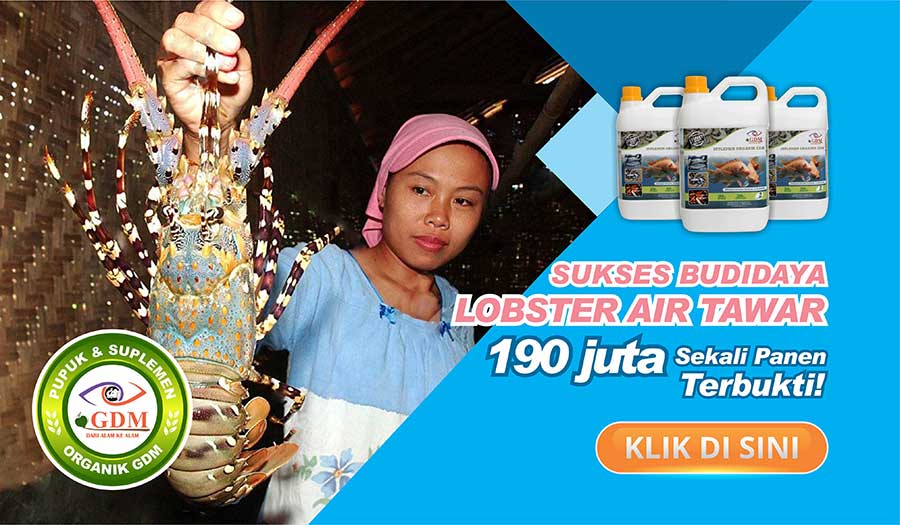 pakan lobster air tawar