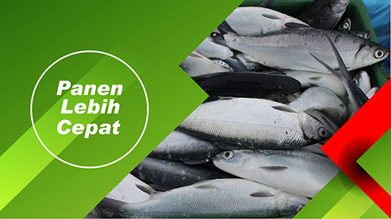 panen ikan bandeng