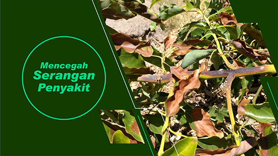 penyakit alpukat