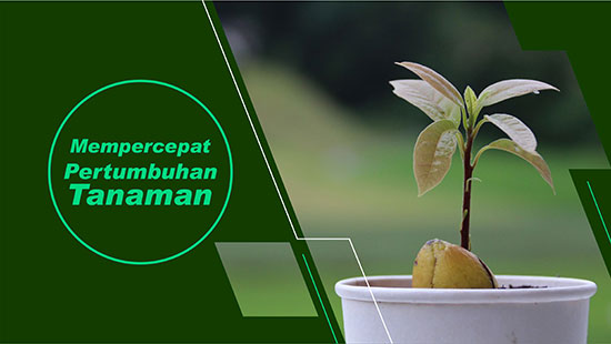 pertumbuhan tanaman alpukat