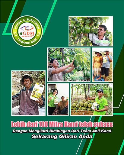petani alpukat gdm