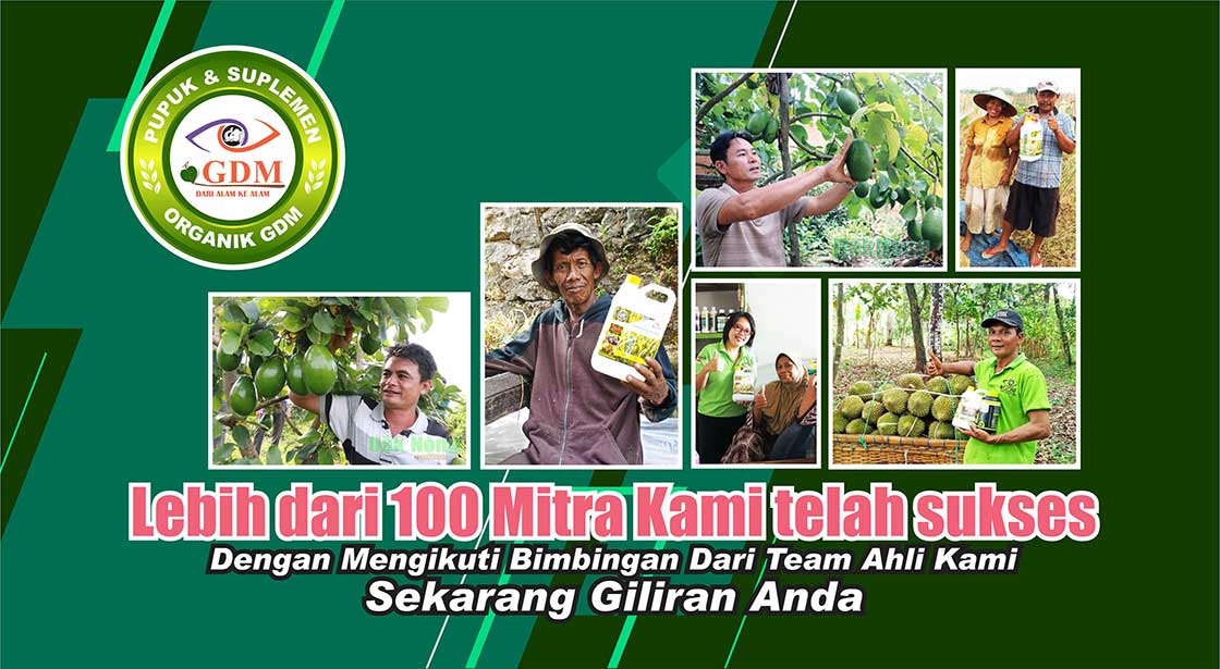petani alpukat organik