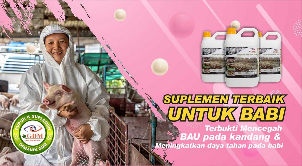 probiotik untuk babi