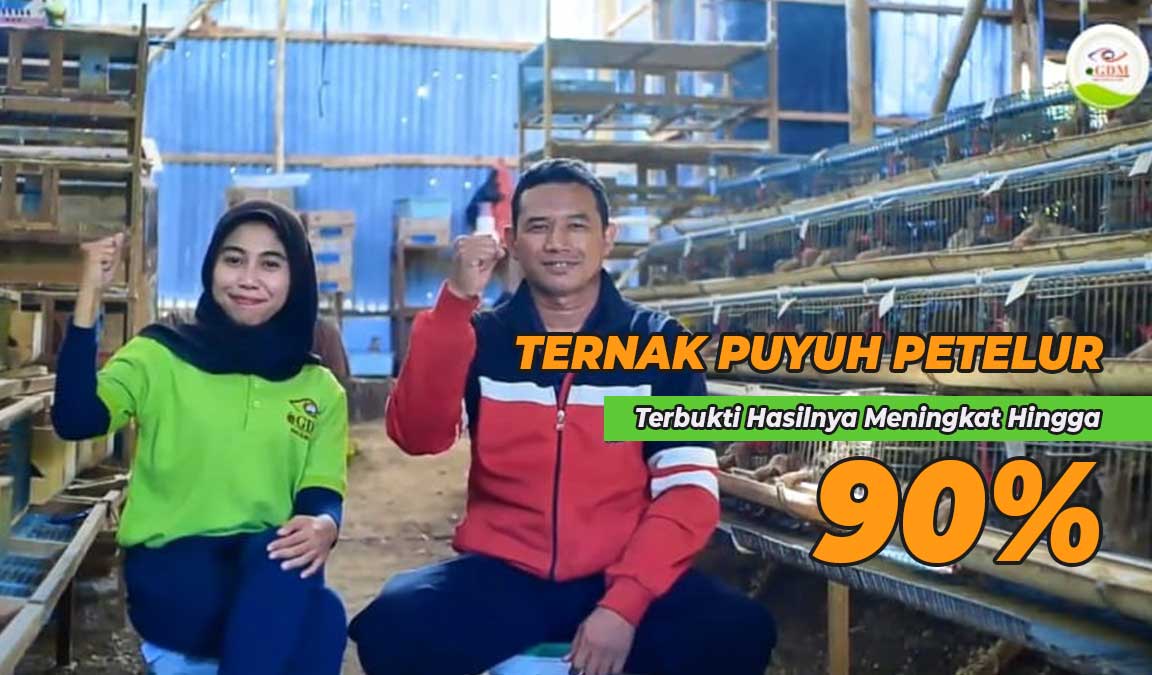ternak puyuh petelur