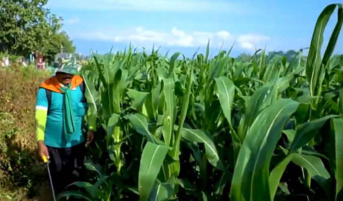 Cara Menanam Jagung Manis Agar Cepat Berbuah Besar Dan Lebat