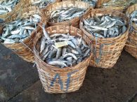 jenis penyakit ikan bandeng