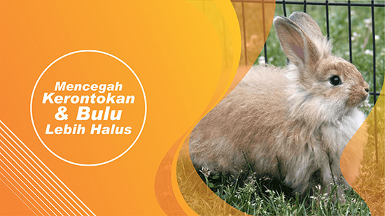 bulu kelinci