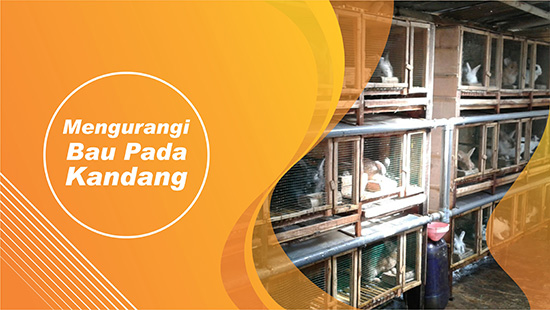 kandang kelinci