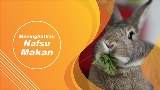 nafsu makan kelinci