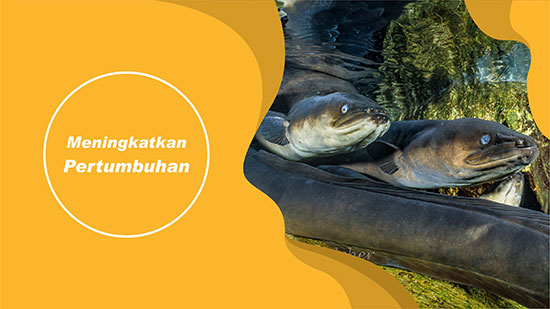 pertumbuhan ikan sidat
